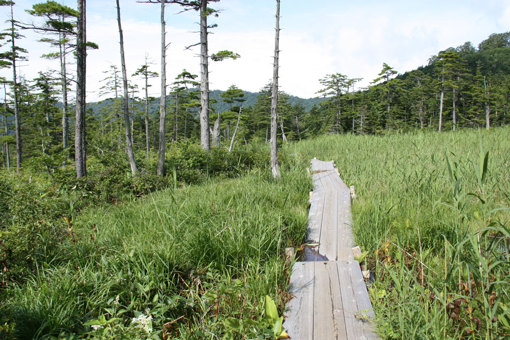 スキー場で有名（らしい）デコの湿原　人がほとんどいなく、気持ちのいい湿原でした